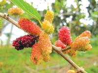 Món ăn bài thuốc chữa đau lưng