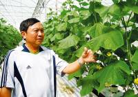 Phát triển rau màu sạch ở ĐBSCL: Đột phá từ công nghệ Úc