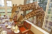 Đến Kenya ăn sáng cùng hươu cao cổ