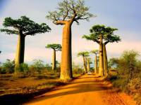 Đại lộ bao báp Madagascar