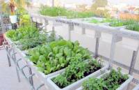 Chơi sang bậc nhất: Thuê kỹ sư chăm vườn rau tại nhà