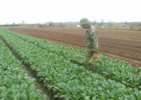 Vì sao rau sạch không sạch?