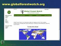 Google trình làng công cụ giám sát nạn chặt phá rừng