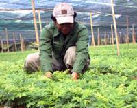 Phát động chiến dịch trồng 3 triệu cây sưa đỏ