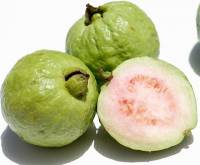 Những điều chưa biết về trái ổi